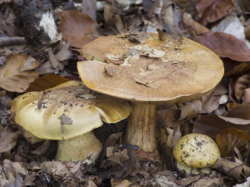 Cortinarius alcalinophilus